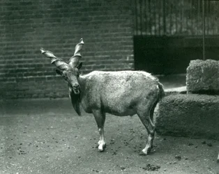 En Markhor i London Zoo, juni 1914
